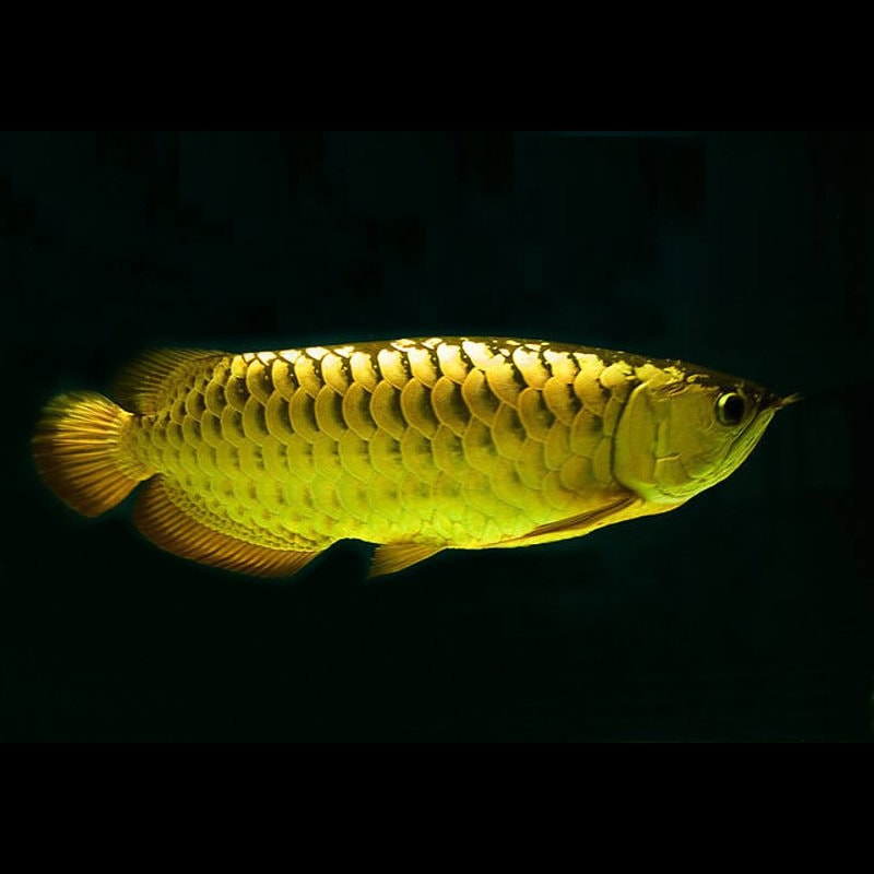 Malaysian Golden 24K Crossback Arowana