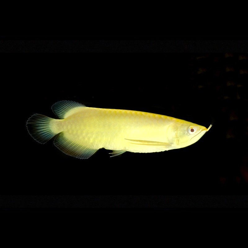 Albino Crossback (xback) Arowana