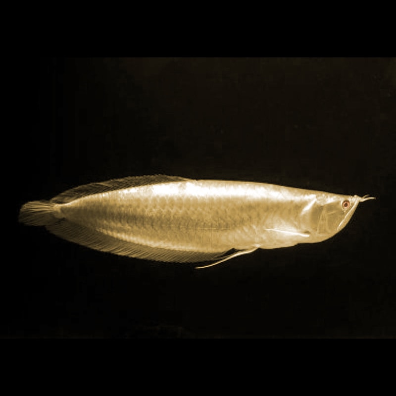 Albino Silver Arowana