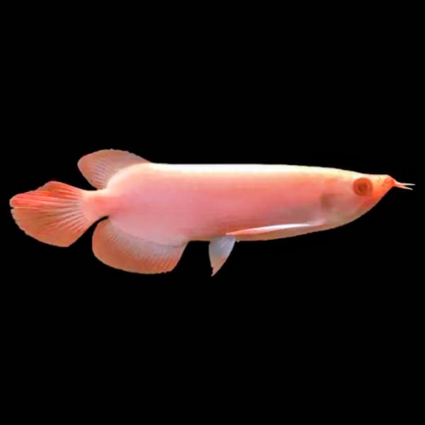 Albino Super Red