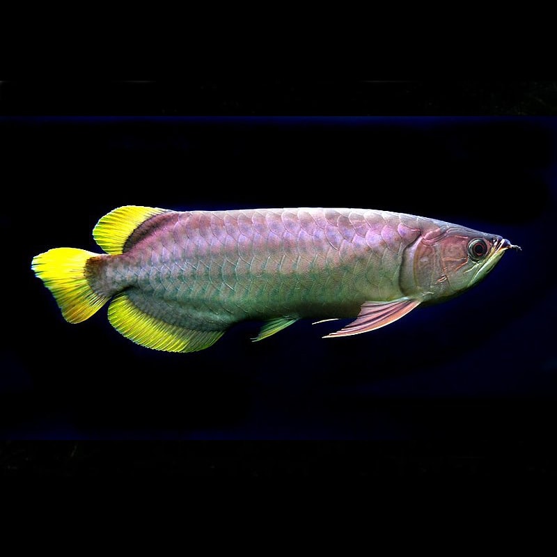 Banjar Red Arowana