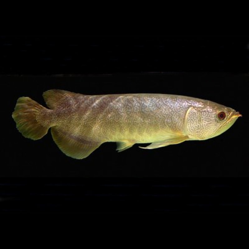 Batik Arowana