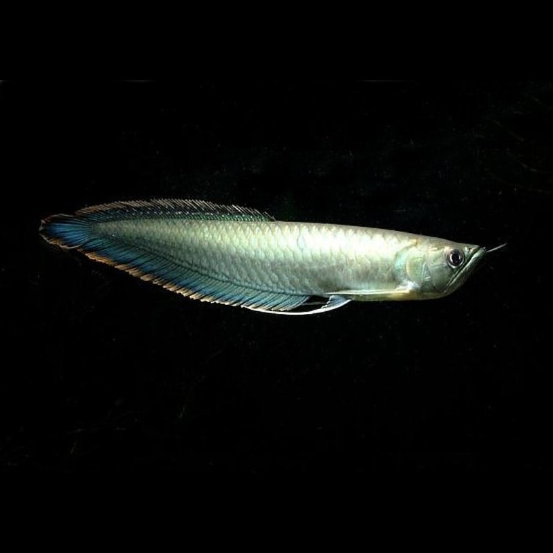 Black Arowana