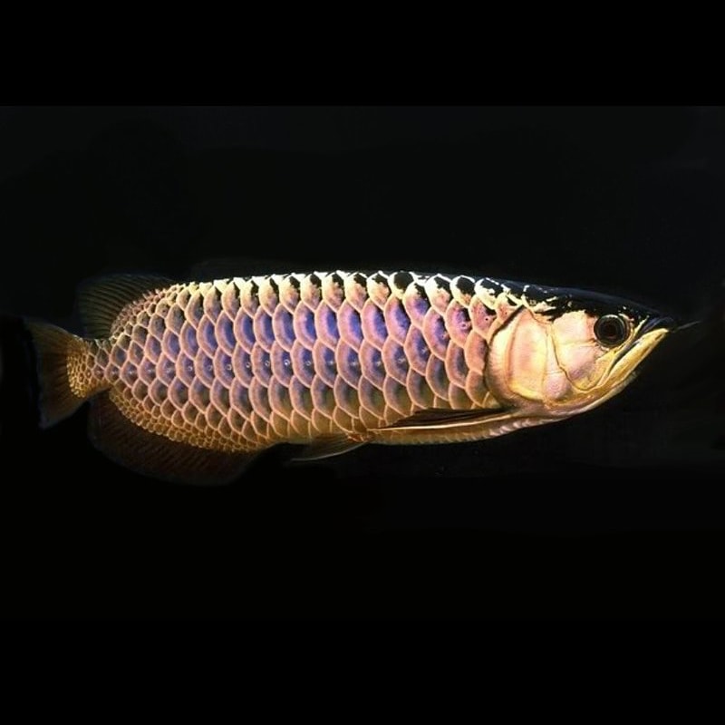 Malaysian Golden Blue Base Crossback Arowana