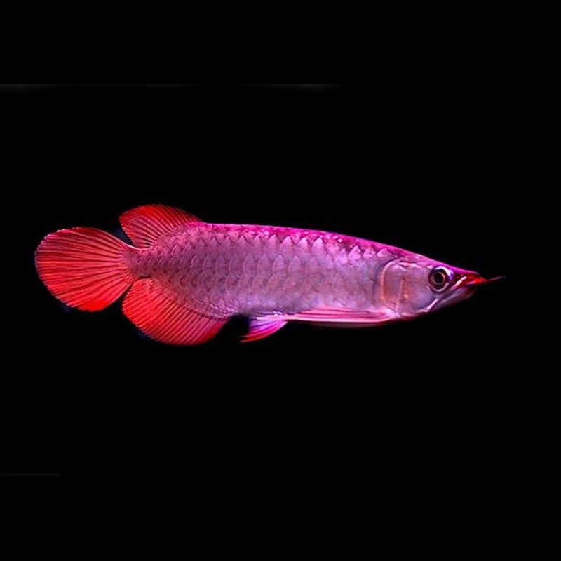 Chilli Red Arowana
