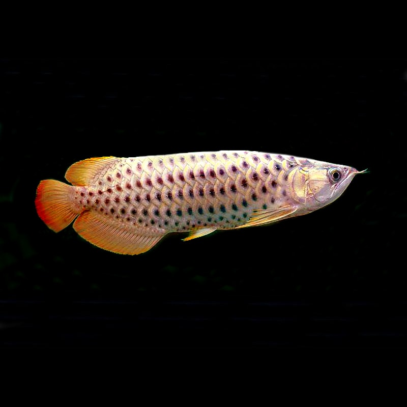 Malaysian Golden Crossbelly Crossback Arowana