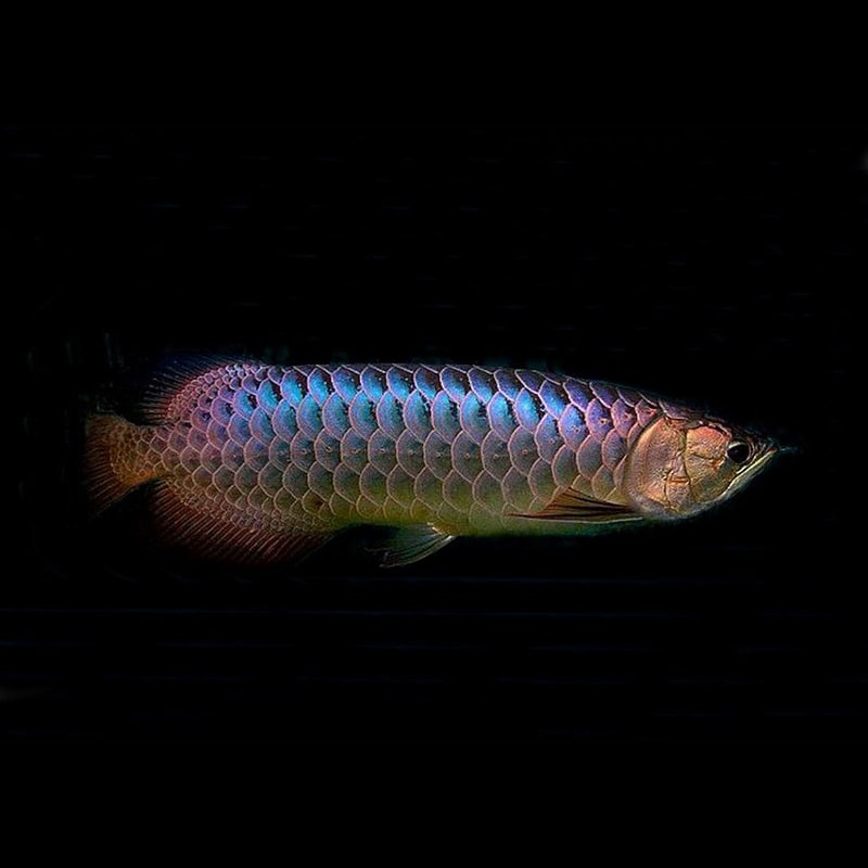 F1 Malaysian Golden Crossback Purebred Arowana