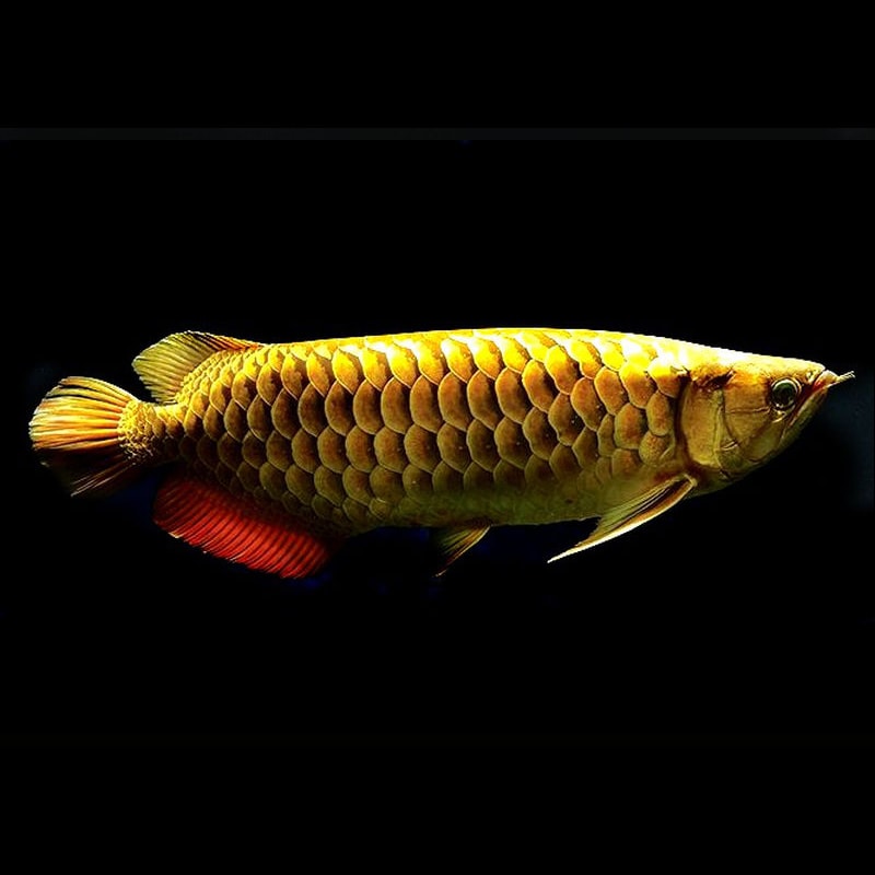 Golden Head Crossback Arowana