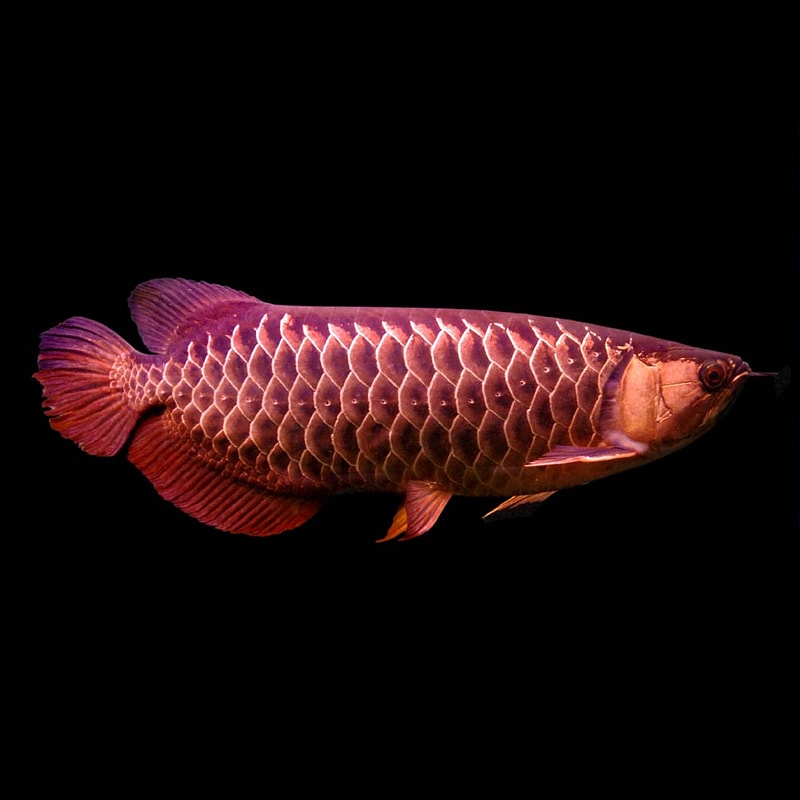 High Back Red Tail Golden (HBRTG) Arowana