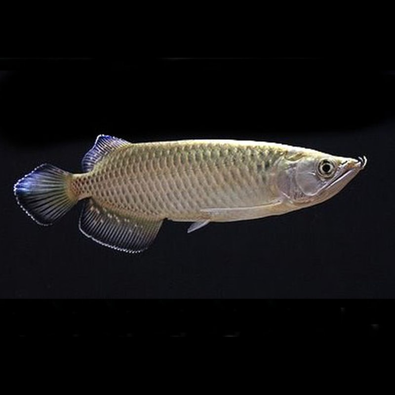 Jardini Arowana