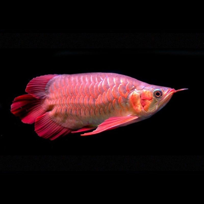 King Chilli Red Short Bodied Arowana