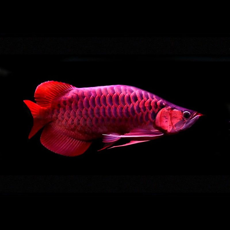 King Violet Fusion Super Red Arowana