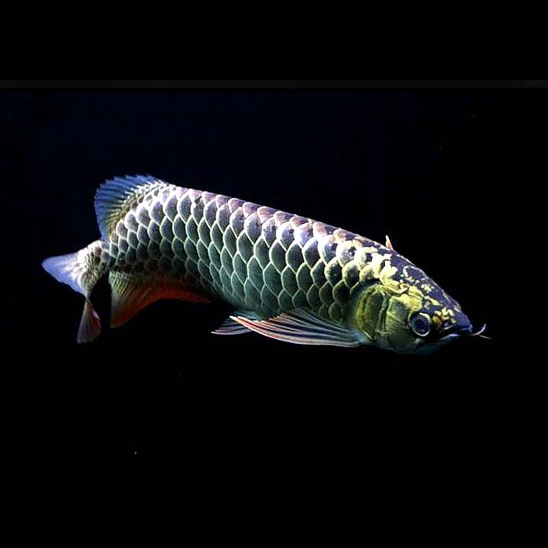 Pahang Sapphire Blue Crossback Arowana