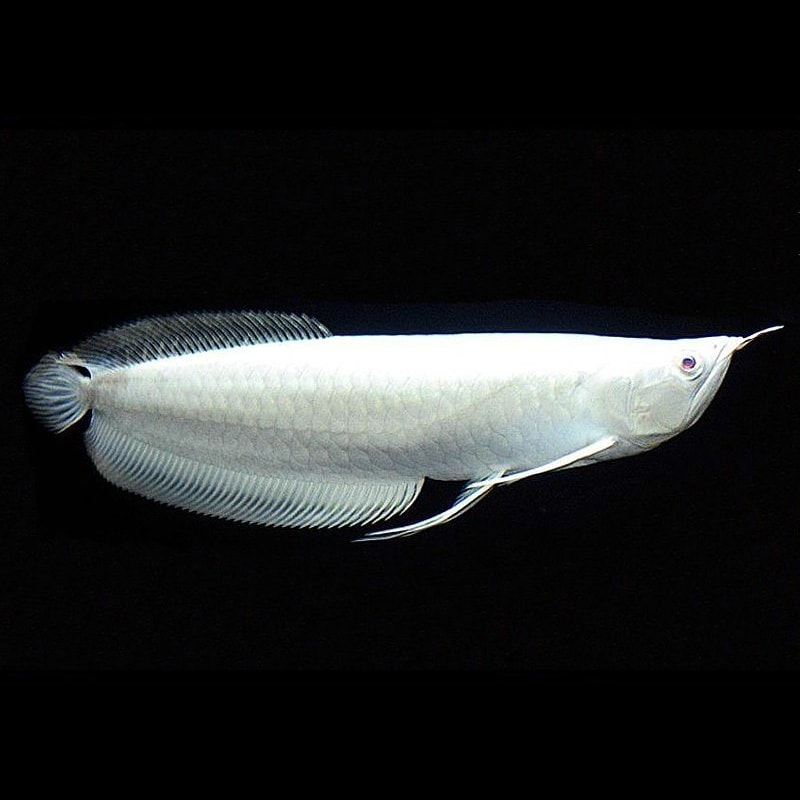 Platinum Silver Arowana