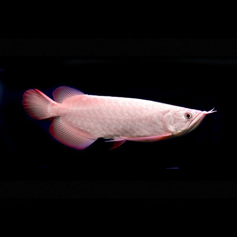 Platinum Super Red Arowana