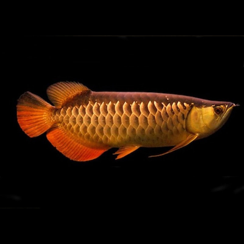 Red Tail Golden (RTG)