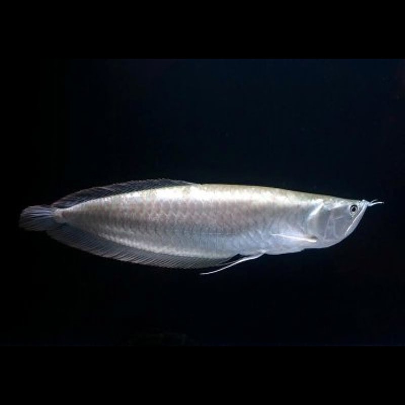 Silver Arowana