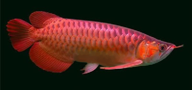 Super Blood Red Arowana