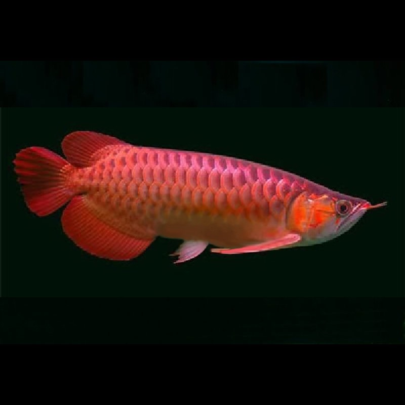 Super Fire Red Arowana
