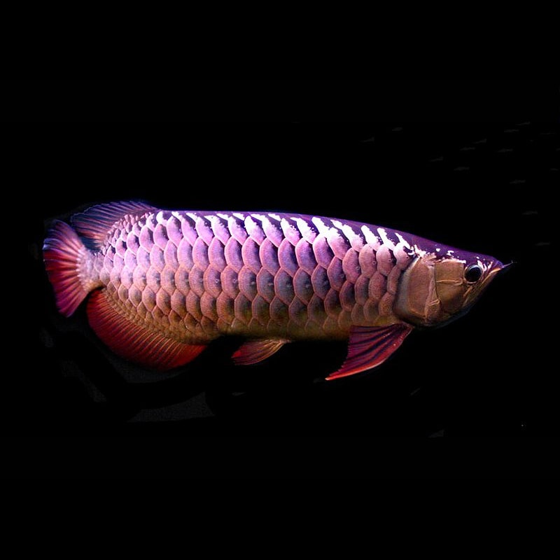Super High Back Red Tail Golden Arowana