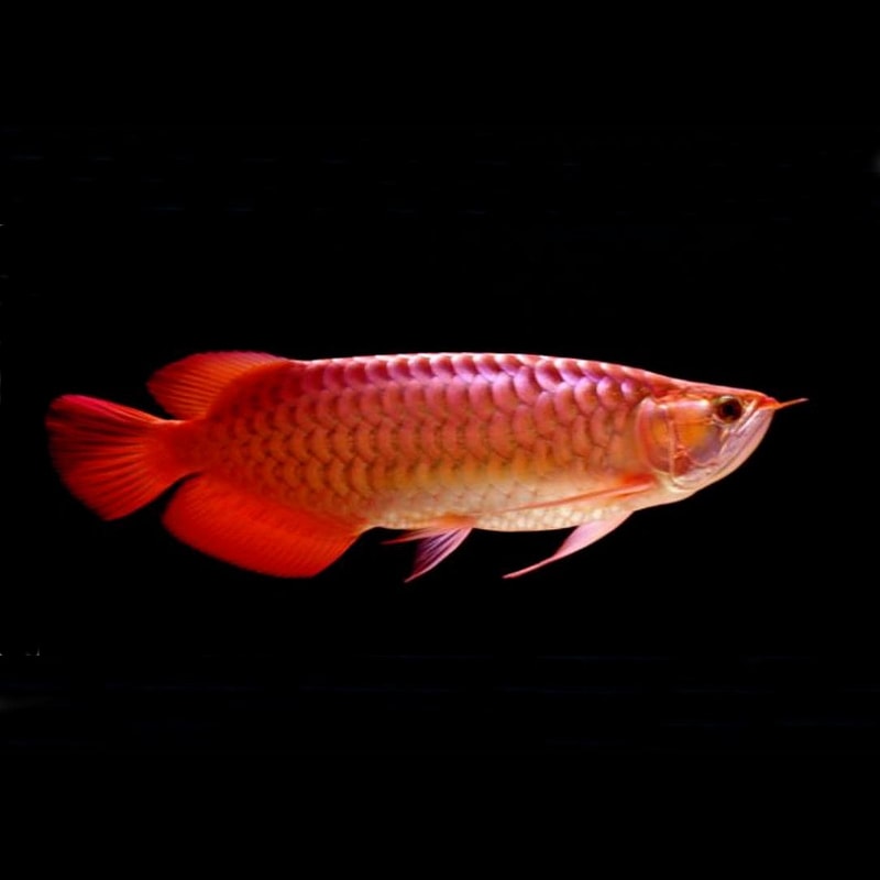 Super Red 24K Red Arowana