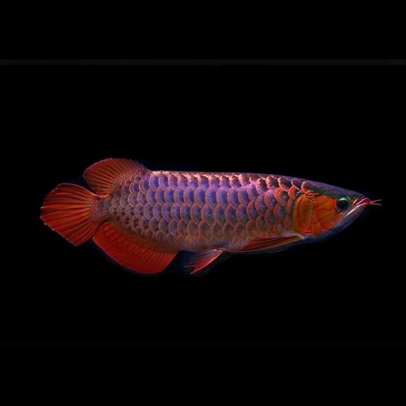 Super Red Violet Fusion Arowana