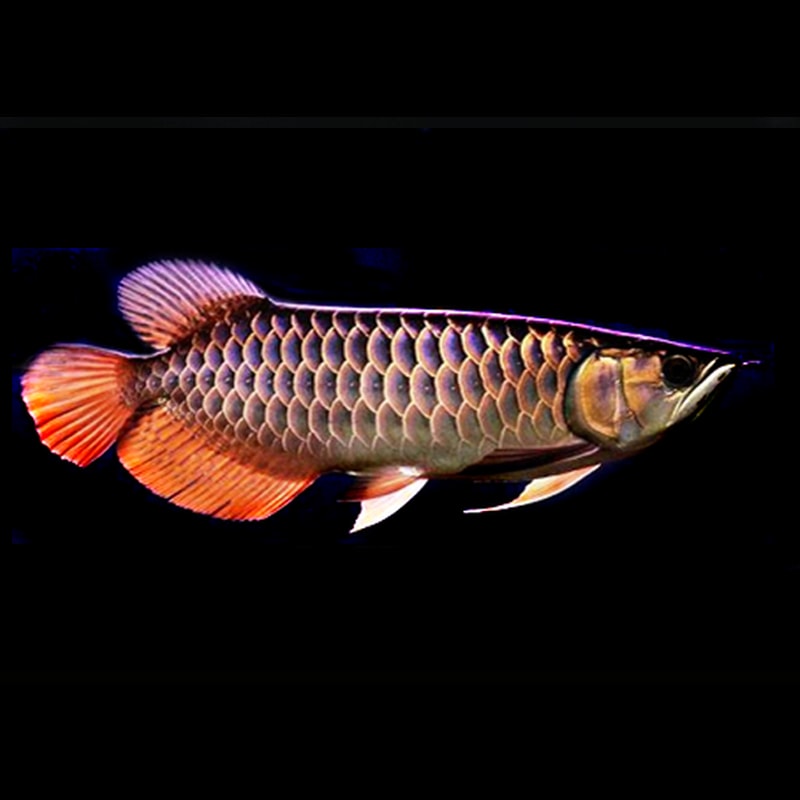 Tong Yang Arowana