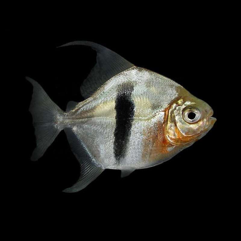 Wide Bar Arowana