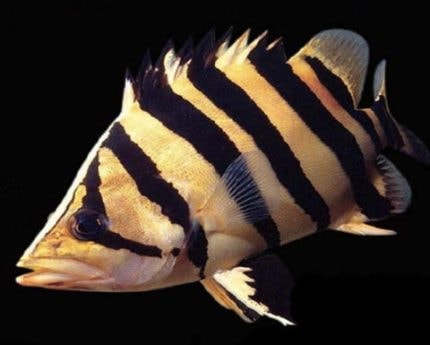 Datnioides tiger fish