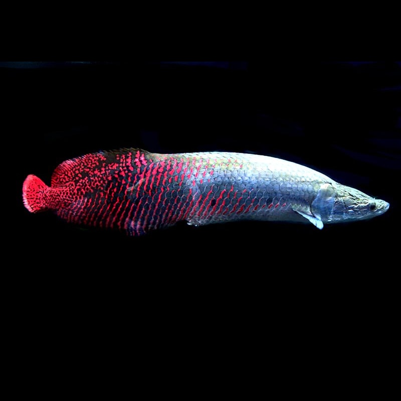 Arapaima