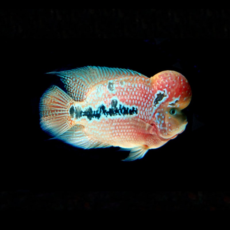 Kamala Flowerhorn
