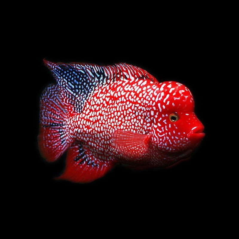Red Texas Flowerhorn
