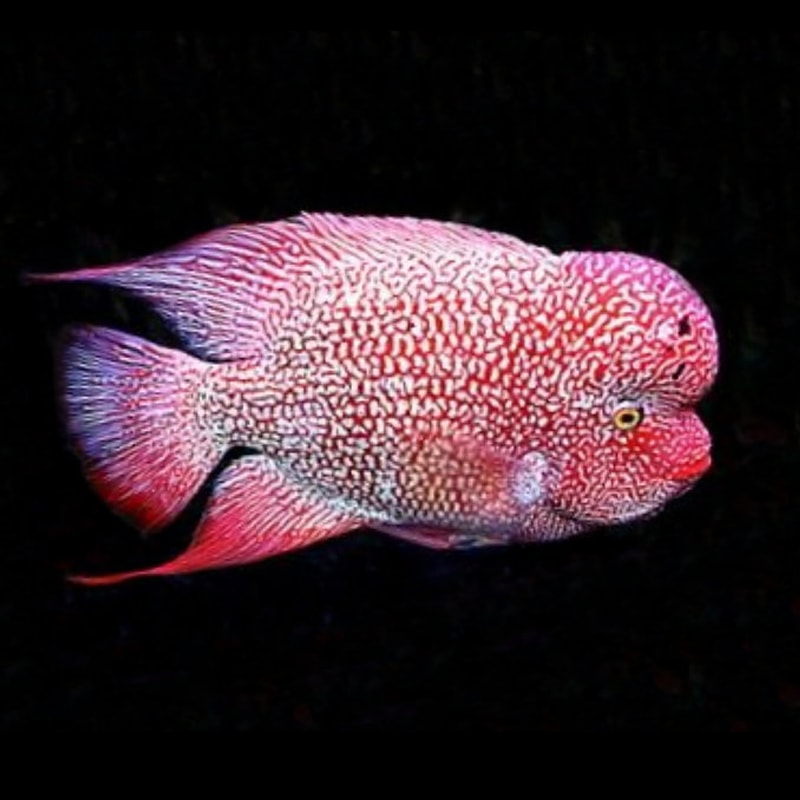 Red Thai Kamfa Flowerhorn