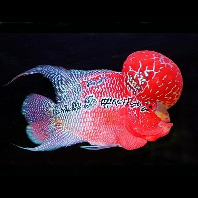 SRD Flowerhorn