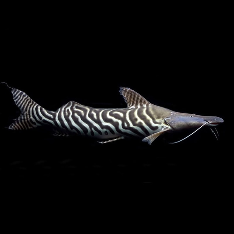 Tigris Catfish