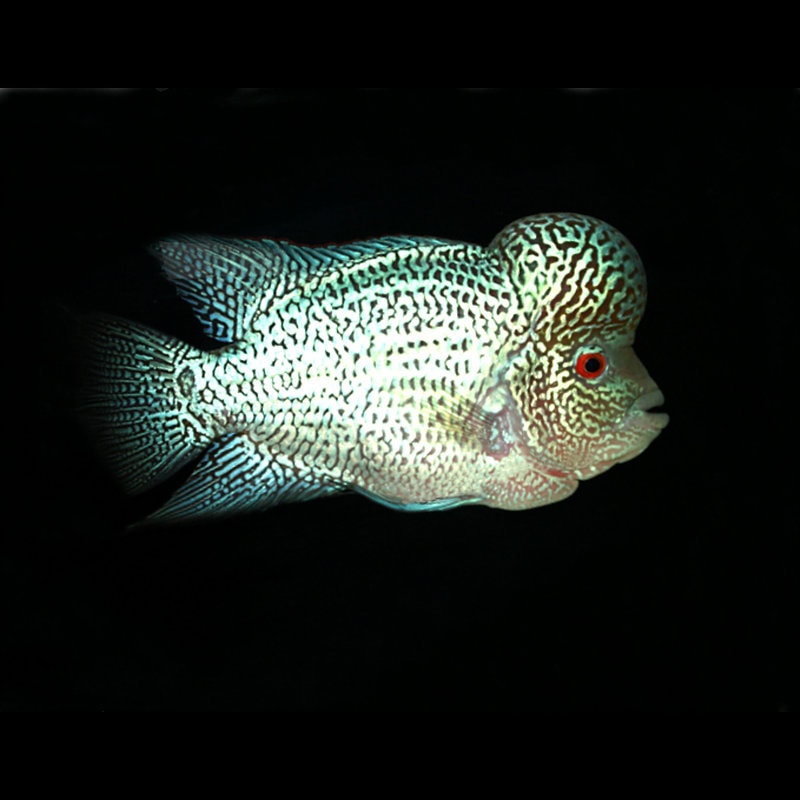 White Tiger Flowerhorn