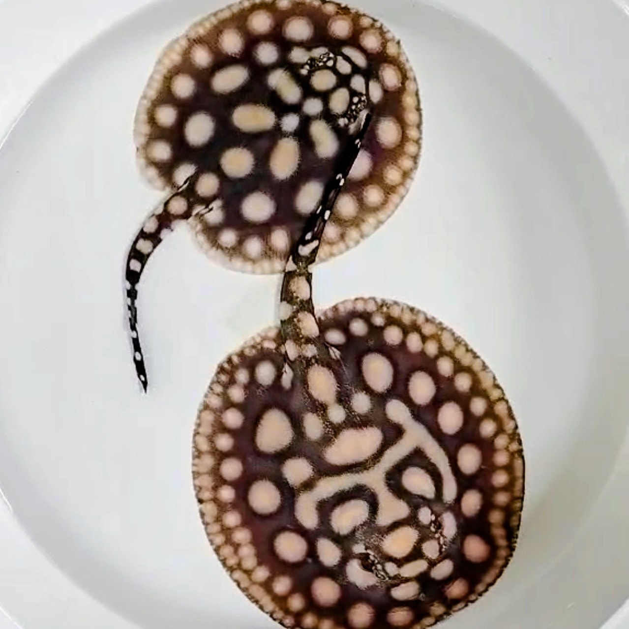 Black Diamond Hybrid Stingray