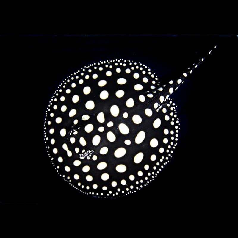 Black Diamond Stingray
