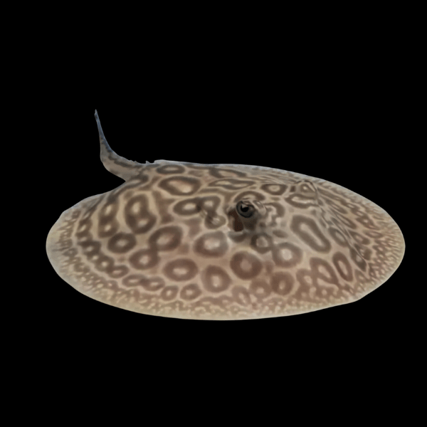 Pearl Stingray