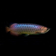 Planet Arowana Arowana For Sale