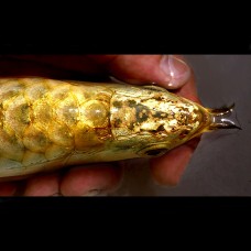 Planet Arowana Arowana For Sale