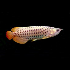Planet Arowana Arowana For Sale
