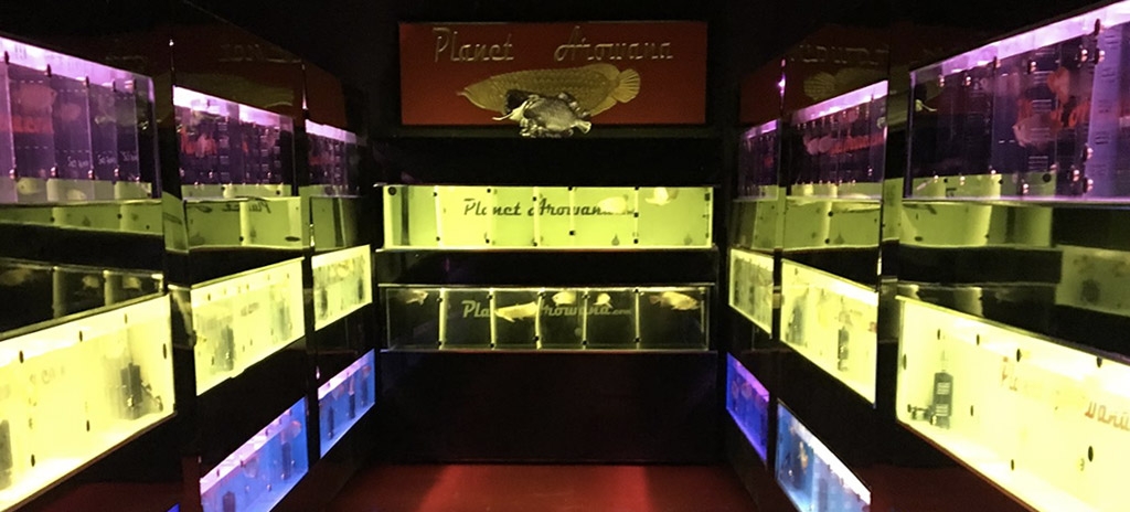 Planet Arowana Show Room